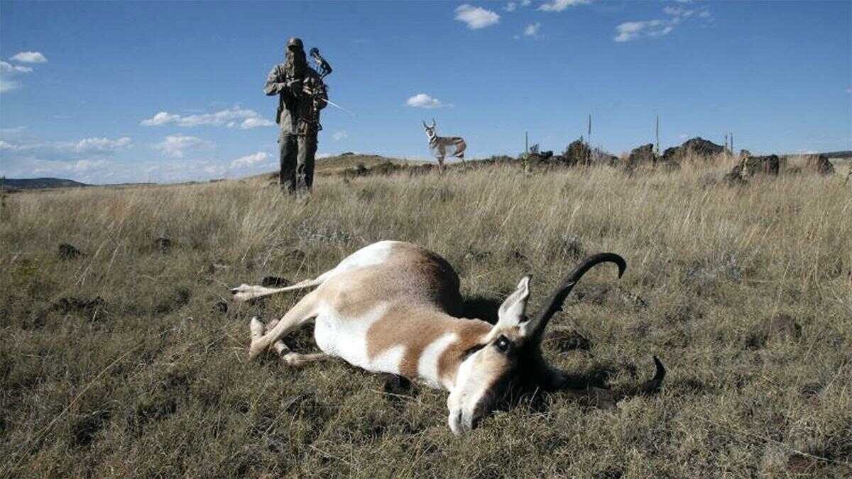 Montana Decoy Co Antelope Buck