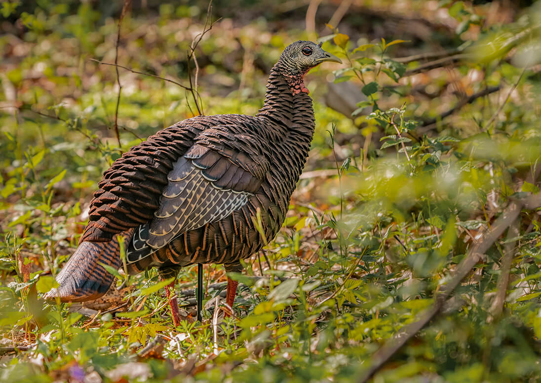 Avian AVX-AVX8106 HDR Hen Decoy