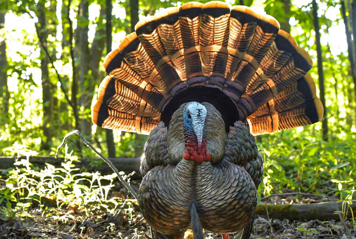 AVIAN X TURKEY DECOY HDR STRUTTER Model: AVX-AVX8108