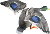 Expedite Rapid FLYER Lucky Duck Decoy Mallard
