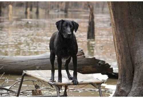 Higdon Outdoors MOmarsh Final Stand