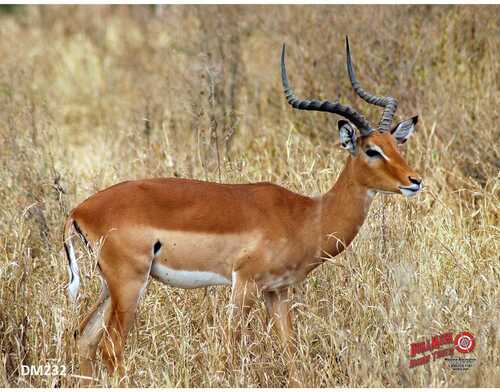 DuraMesh Archery Target Impala 25 in. x 32 in.