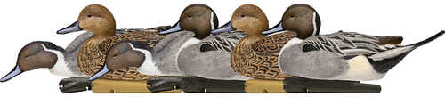 AvianX Top Flight Duck Decoys Pintail 6 pk.