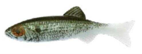 Renosky Keystone Jig Minnow 1/8Oz 2" 1 Rig Shad Model: KJM118-SD