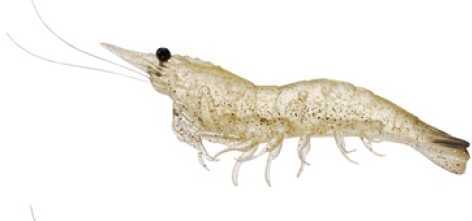 LT RIGGED SHRIMP 3" GLASS