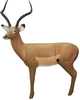 Real Wild African Impala Target Model: 3D400IM