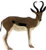 OnCore Archery Target Springbok