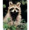 Martin Paper Targets Raccoon