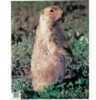 Martin Paper Targets Prairie Dog