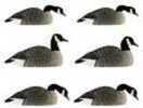 Avian X Honker Shell Decoys 6 pk. Model: 9010