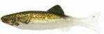 Renosky Keystone Jig Minnow 1/16Oz .75" 1 Rig Brown Trout Model: KJM116-BT