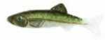 Renosky Keystone Jig Minnow 1/16Oz .75" 1 Rig Emerald Shin Model: KJM116-ES