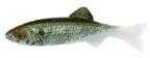 Renosky Keystone Jig Minnow 1/16Oz .75" 1 Rig Shad Model: KJM116-SD