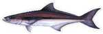 Salty Bones Profile Fish Decal 13-3/4In X 4-3/4In Cobia Md#: BPF2502