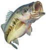 Salty Bones Action Fish Decal 5-1/2In X 7In Bass Md#: Ed2482