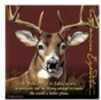 American Expedition Square Coaster - Whitetail Deer