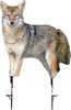 Montana Decoy Coyote Song Dog