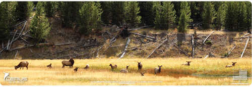 CERUS GEAR Elk Call Of Wild Full Color 12X36In